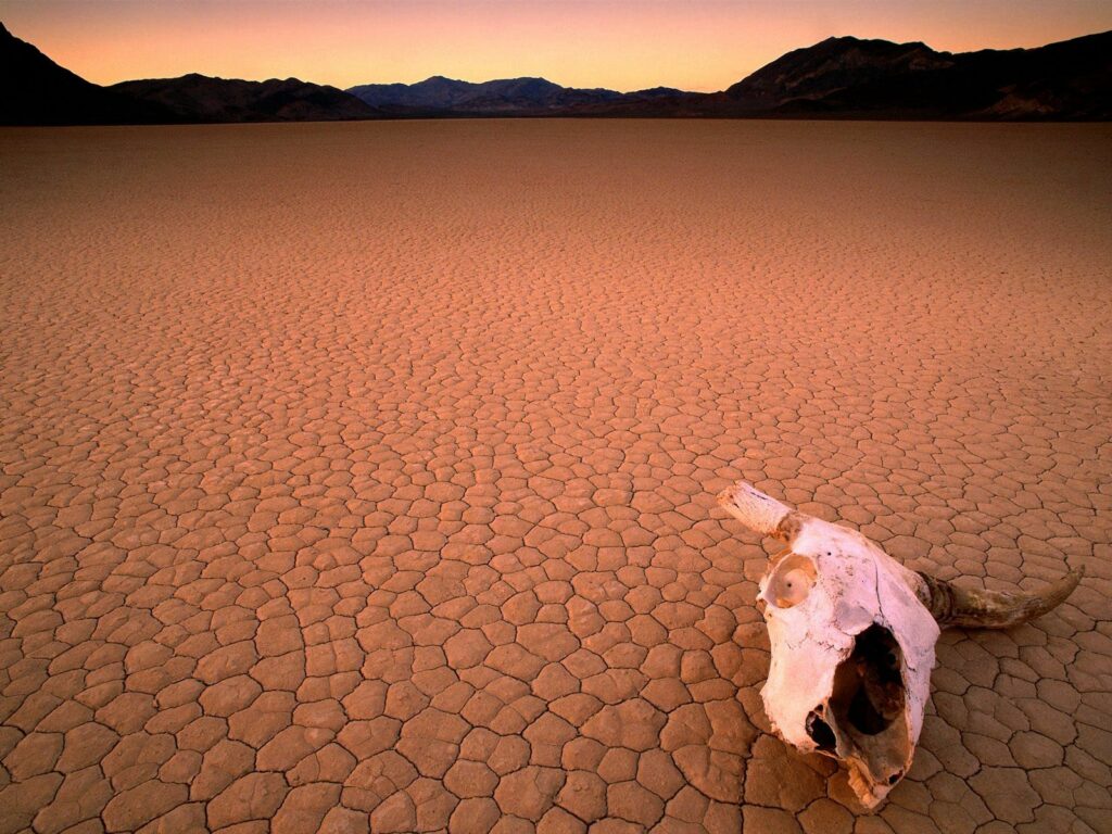 Cracked desert landscape with horned animal skull under golden light showing drought impact Wallpaper