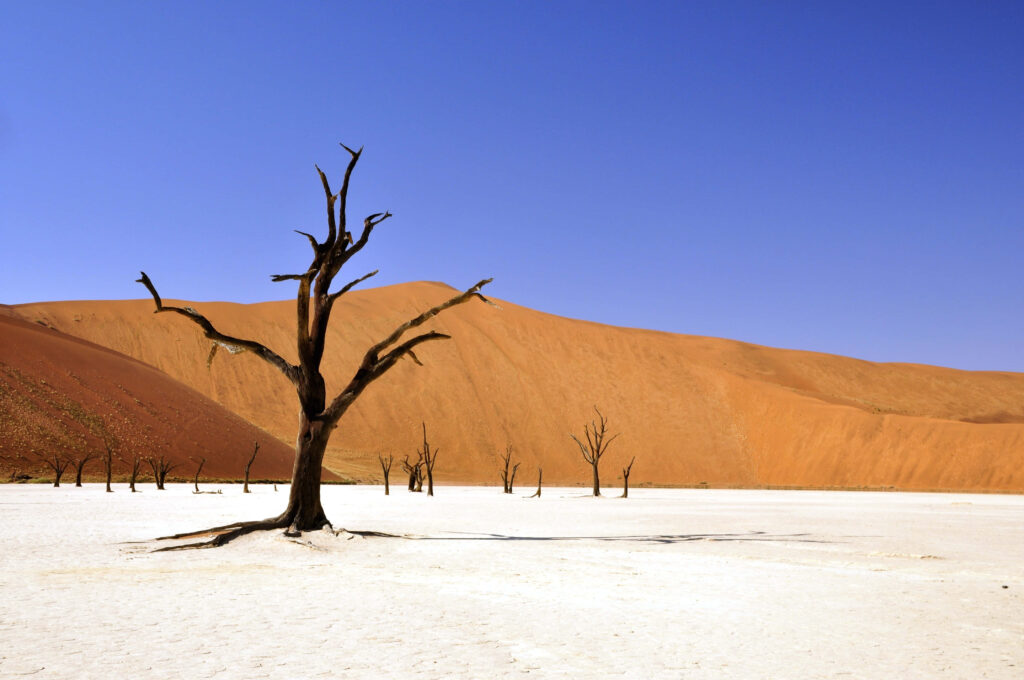 Desolate Desert Wallpaper: Barren Tree & Orange Sand Dunes