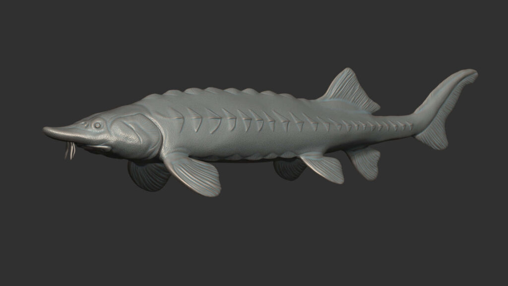 3D rendered Beluga Sturgeon model with textured scales on dark background showcasing details Wallpaper