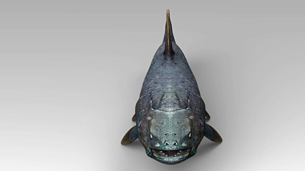 3D detailed Coelacanth front view with textured bluish scales and distinct fins on simple background Wallpaper