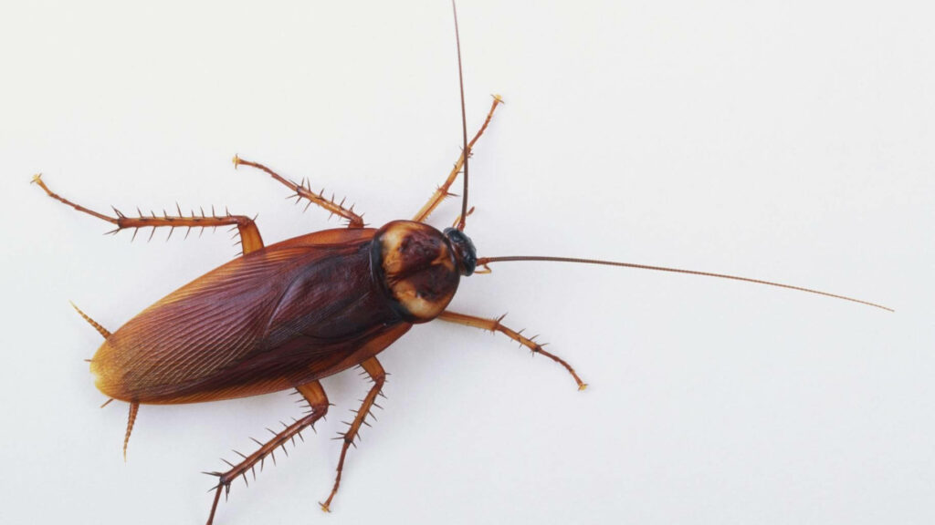 Close-up of American cockroach with reddish-brown exoskeleton detailed texture on white background Wallpaper