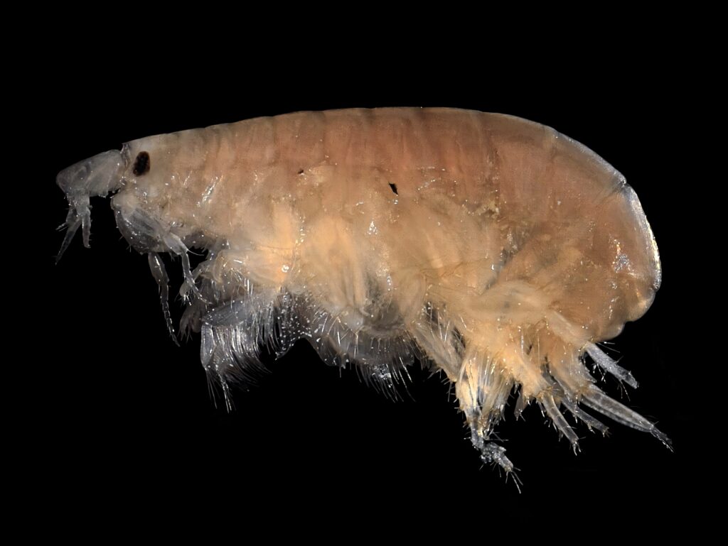 Close-up of translucent amphipod marine crustacean on black background detailed wallpaper