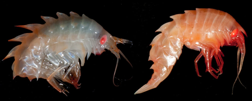 Detailed comparison of transparent and red amphipod specimens on black wallpaper background