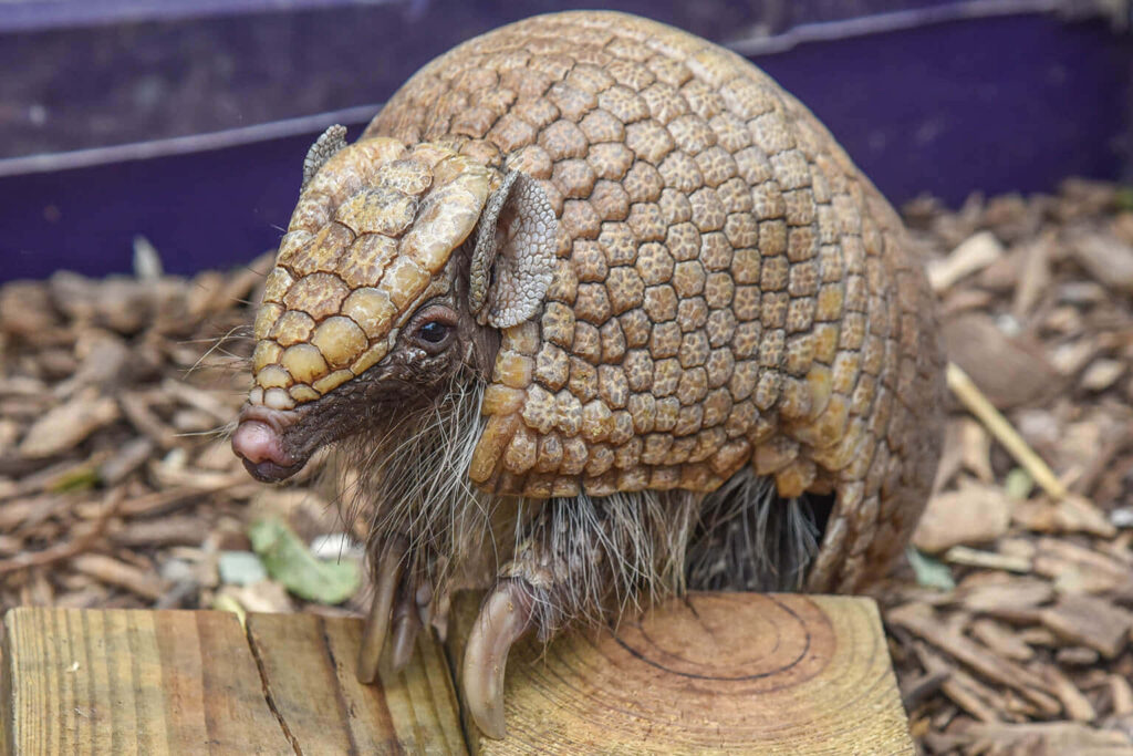 Detailed armadillo curled on wooden planks showcasing armored shell and textured body outdoors Wallpaper