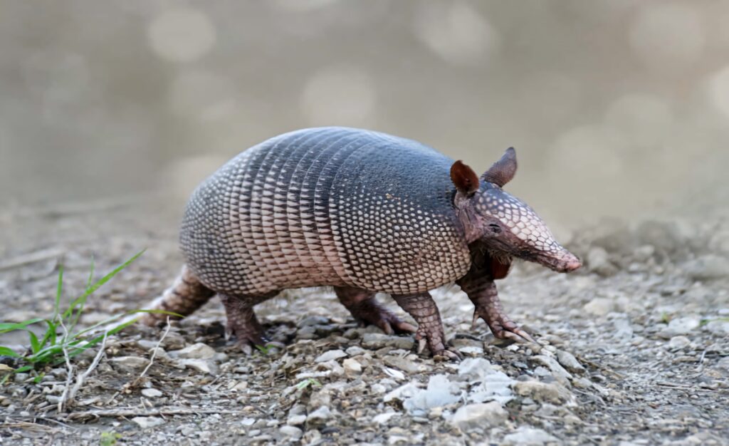 Detailed armadillo exploring natural habitat on earthy ground with soft natural light wallpaper