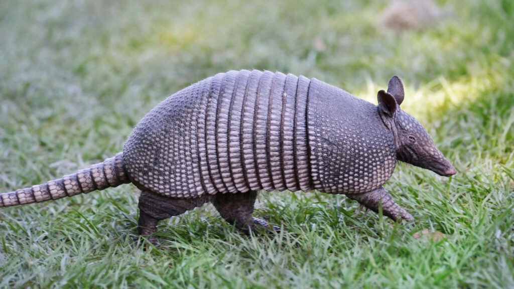 Armadillo walking on green grass showing armored textured shell in natural outdoor setting wallpaper