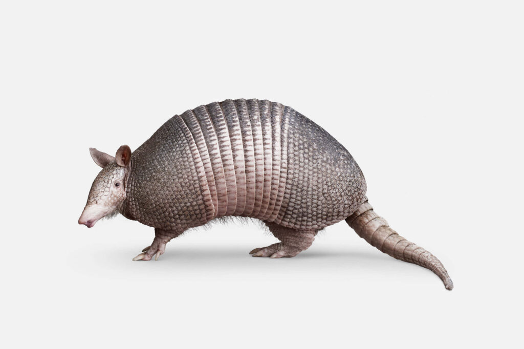 Detailed armadillo with distinctive armored shell on white background wildlife wallpaper background