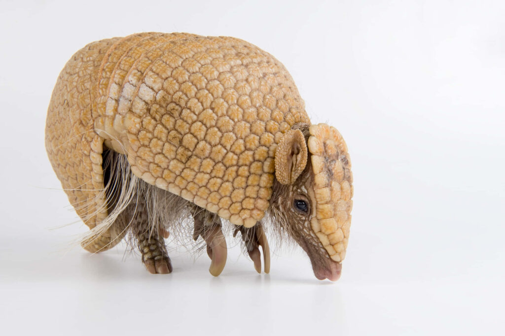 Detailed armadillo with textured armor on white background showcasing natural wildlife features Wallpaper