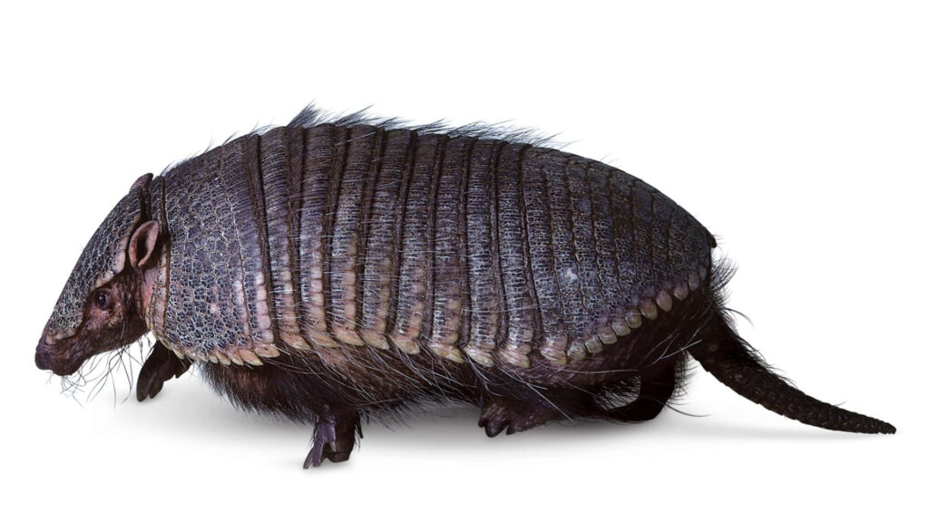 Close-up of armadillo textured armor and unique features on clean white background wallpaper