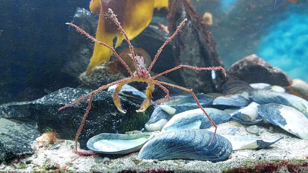 Arrow Crab with delicate legs on seashells and rocks underwater detailed marine wallpaper background