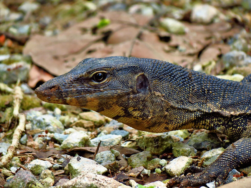 Close-Up of Asian Water Monitor Lizard Amidst Stones and Leaves Wallpaper