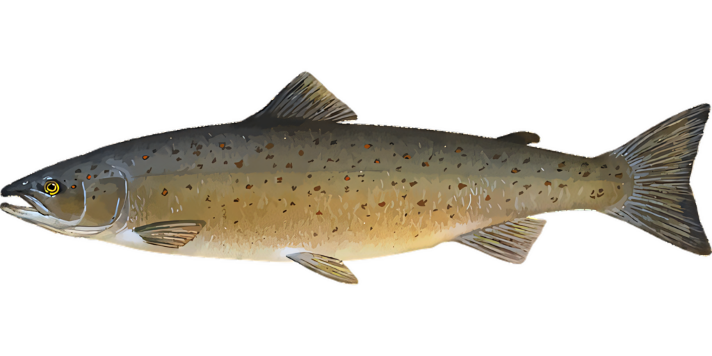 Elegant Atlantic Salmon Wallpaper - Detailed Side View Illustration