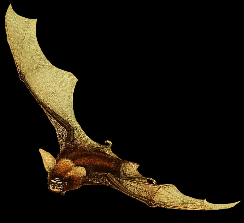 Stark Black Bat Wallpaper: Detailed Illustration of Wingspan & Anatomy