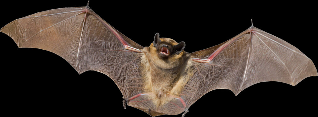 Bat in Flight Wallpaper: Detailed Black Background Art