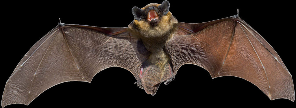 Intricate Bat in Flight Wallpaper Against Black Background