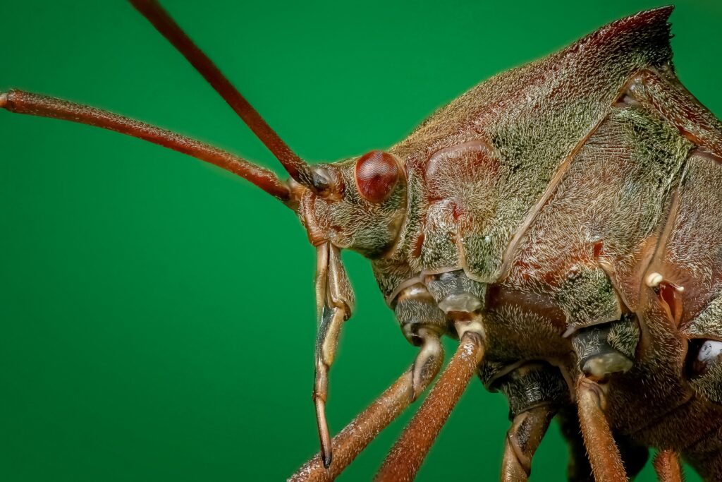 Detailed Beetle Close-Up: Textured Exoskeleton Wallpaper Background