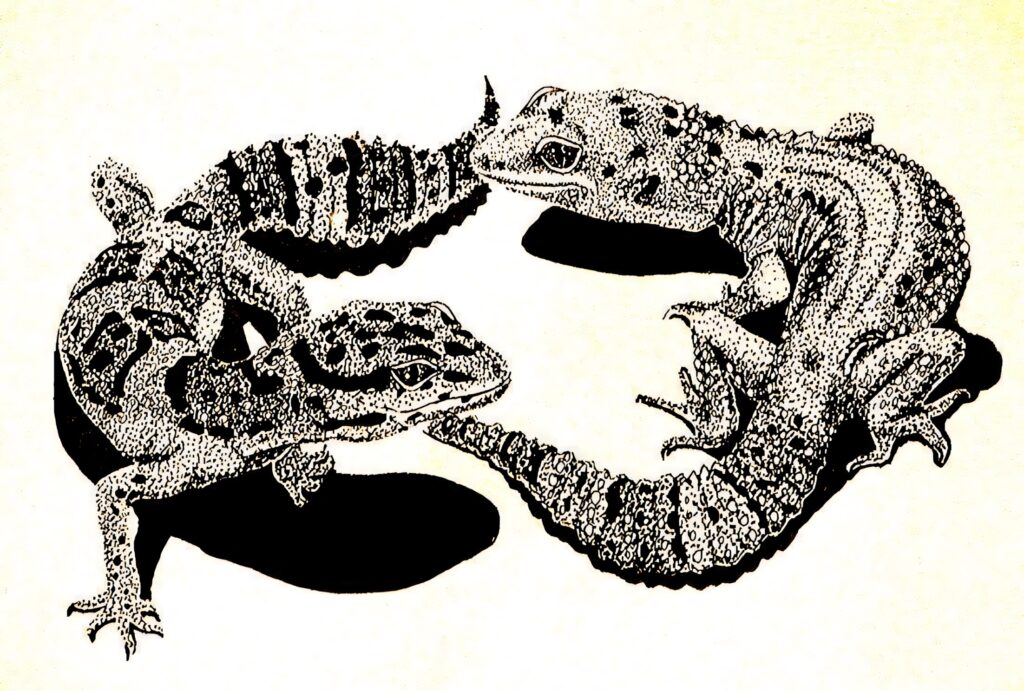 Two detailed black leopard geckos on light background showcasing unique patterns wallpaper