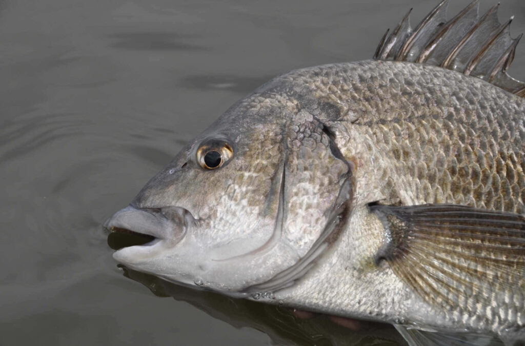 Close up of a silver gray bream fish showing detailed scales and textured fins aquatic wallpaper