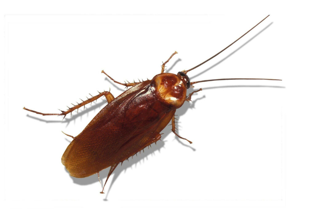 Detailed clipart of brown banded cockroach with antennae segmented body and spiny legs on white Wallpaper