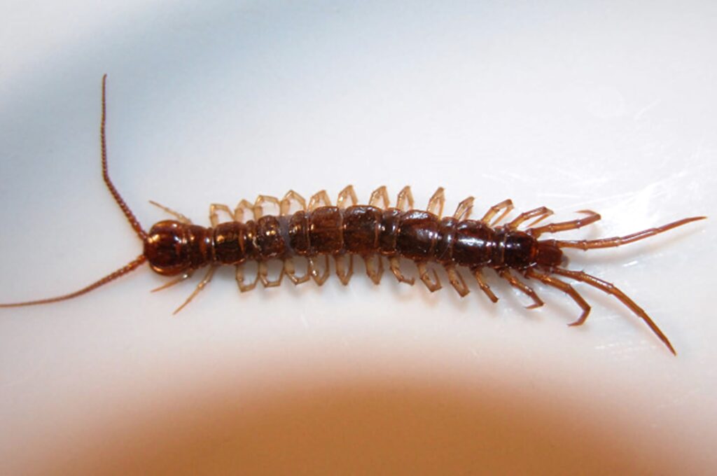 Close-up of glossy brown centipede with segmented body and long antennae on light background Wallpaper
