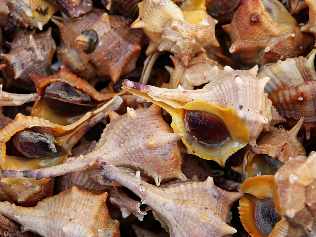 Closeup Buccinidae shells wallpaper with detailed textures natural brown yellow tones marine life