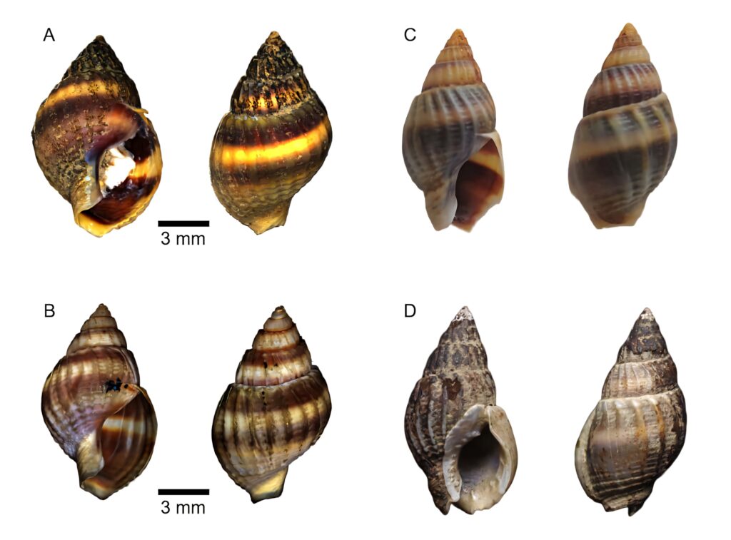 Detailed Buccinidae seashells wallpaper with natural hues and intricate spiral patterns close-up