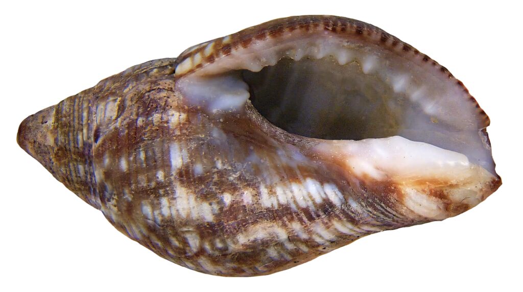 Close-up of brown and white Buccinidae whelk shell with detailed ridges and spirals wallpaper