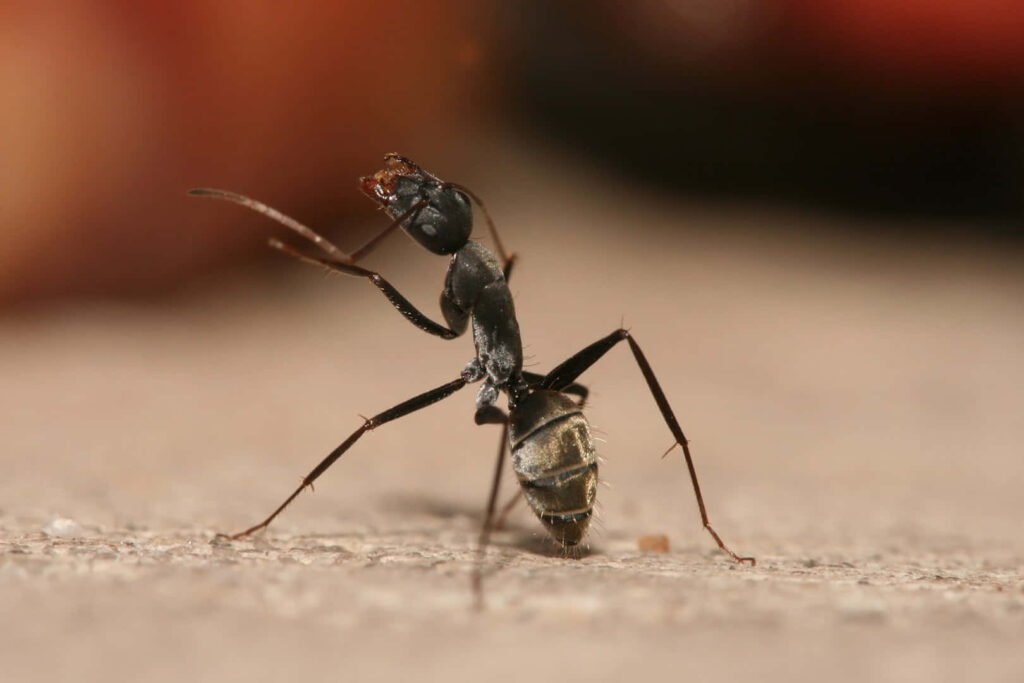 Closeup of a detailed carpenter ant with black exoskeleton on a blurred earth-toned background wallpaper