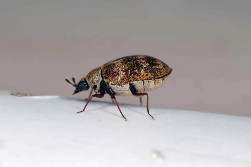 Close-up of a detailed Carpet Beetle with mottled brown black exoskeleton on smooth surface background Wallpaper