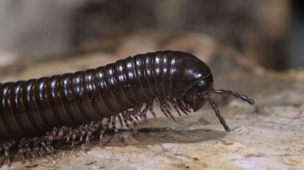 Close-up of a shiny brown centipede head with segmented body and many legs on rugged ground Wallpaper