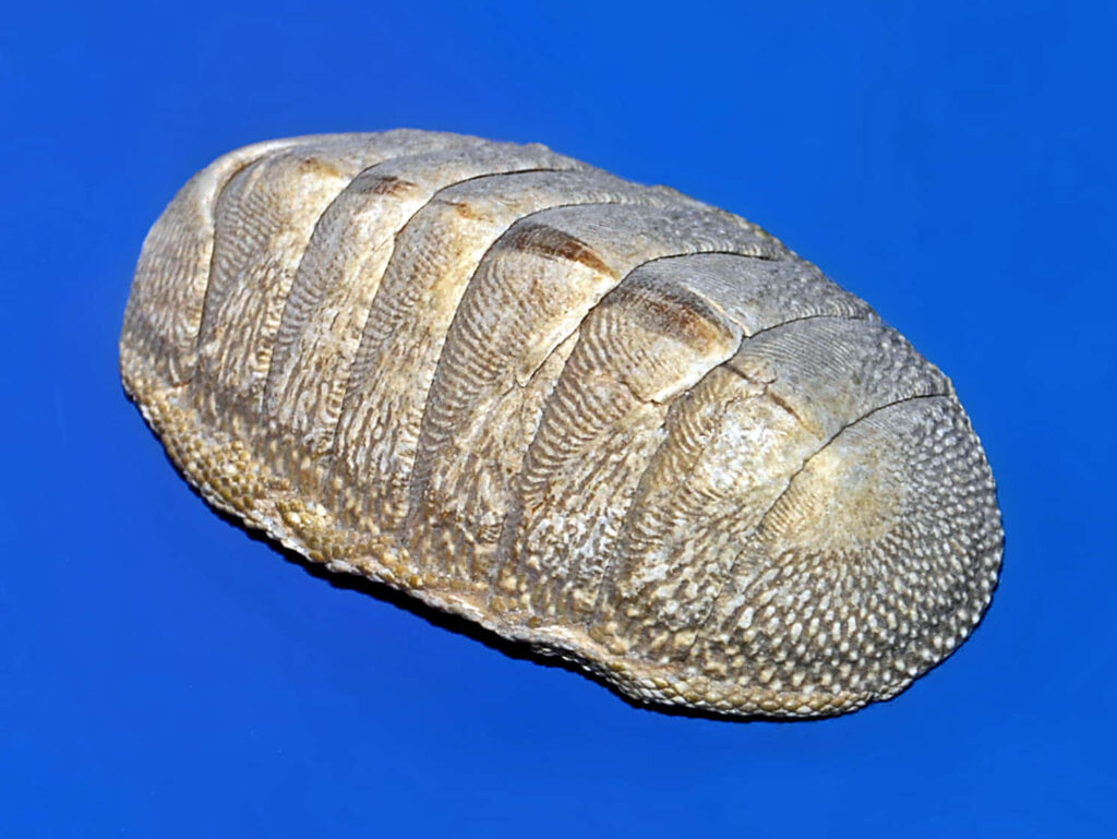Close-up of chiton mollusk shell with intricate segmented texture on vibrant blue background wallpaper