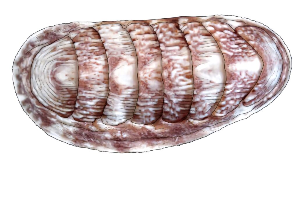 Close-up of chiton mollusk shell texture with segmented plates in pink beige and brown hues Wallpaper