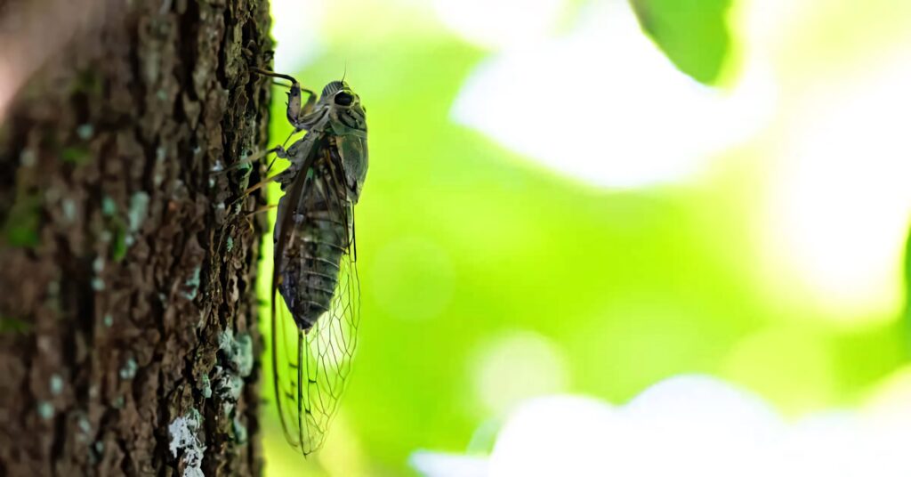 Close up of cicada on textured tree bark with transparent wings in soft green summer background Wallpaper