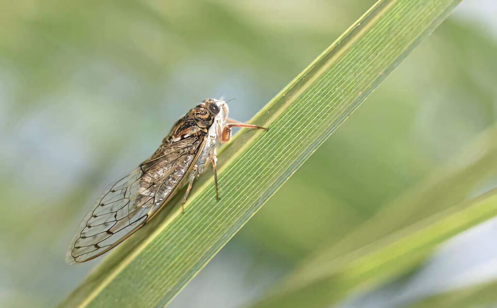 Close-up of cicada on green leaf showing detailed wings and textured body in natural setting Wallpaper
