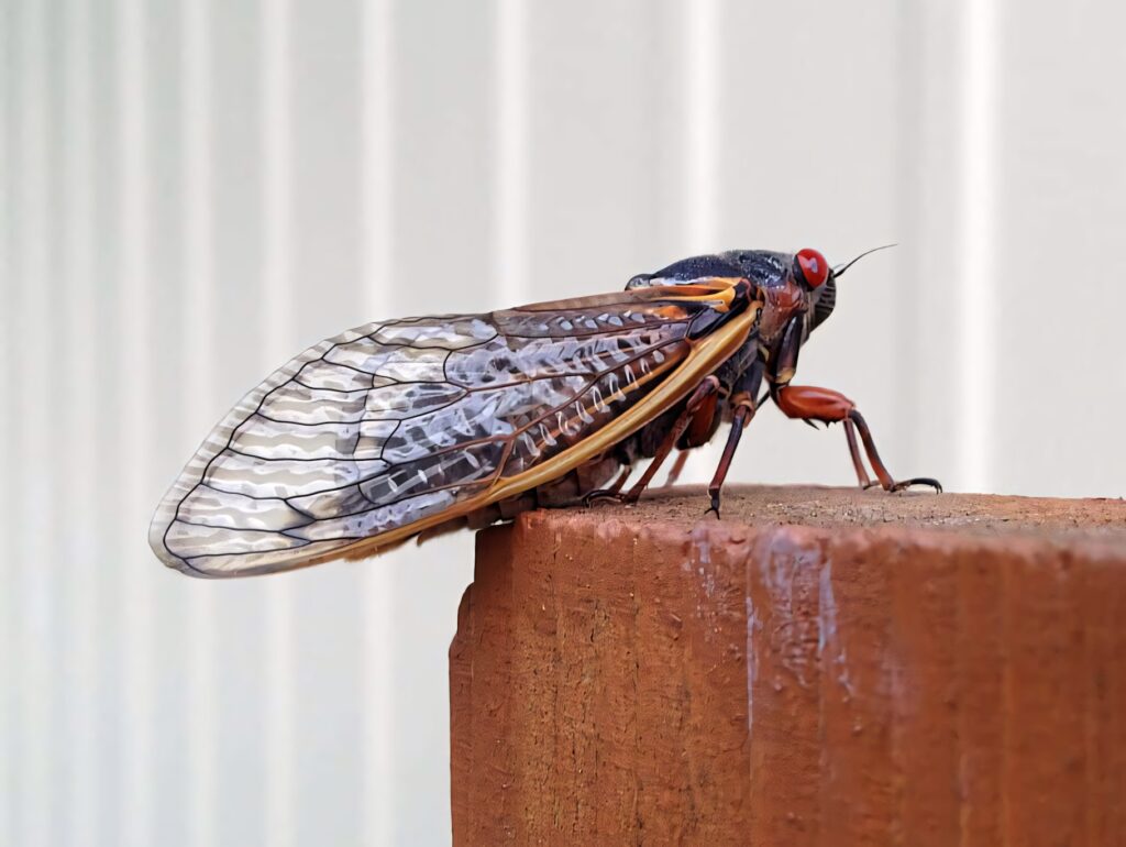 Close-up of cicada with translucent wings and red eyes on brick ledge nature wallpaper background