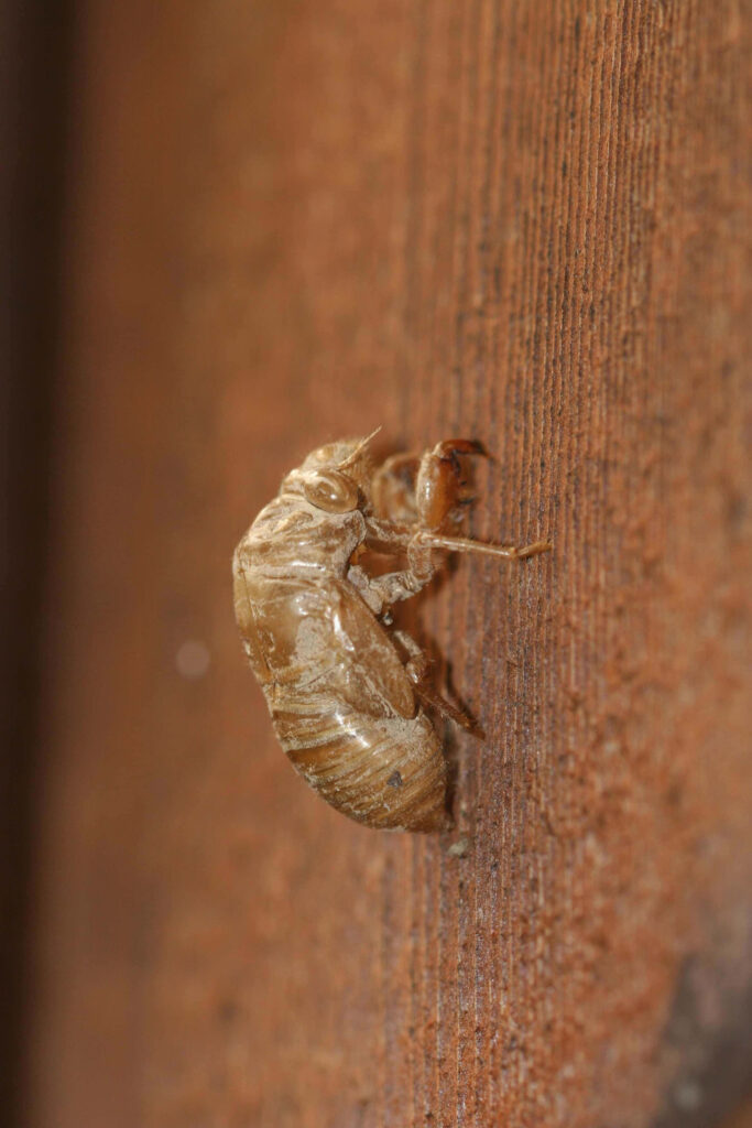 Close-up of cicada exuviae on tree trunk showcasing detailed empty shell texture wallpaper background