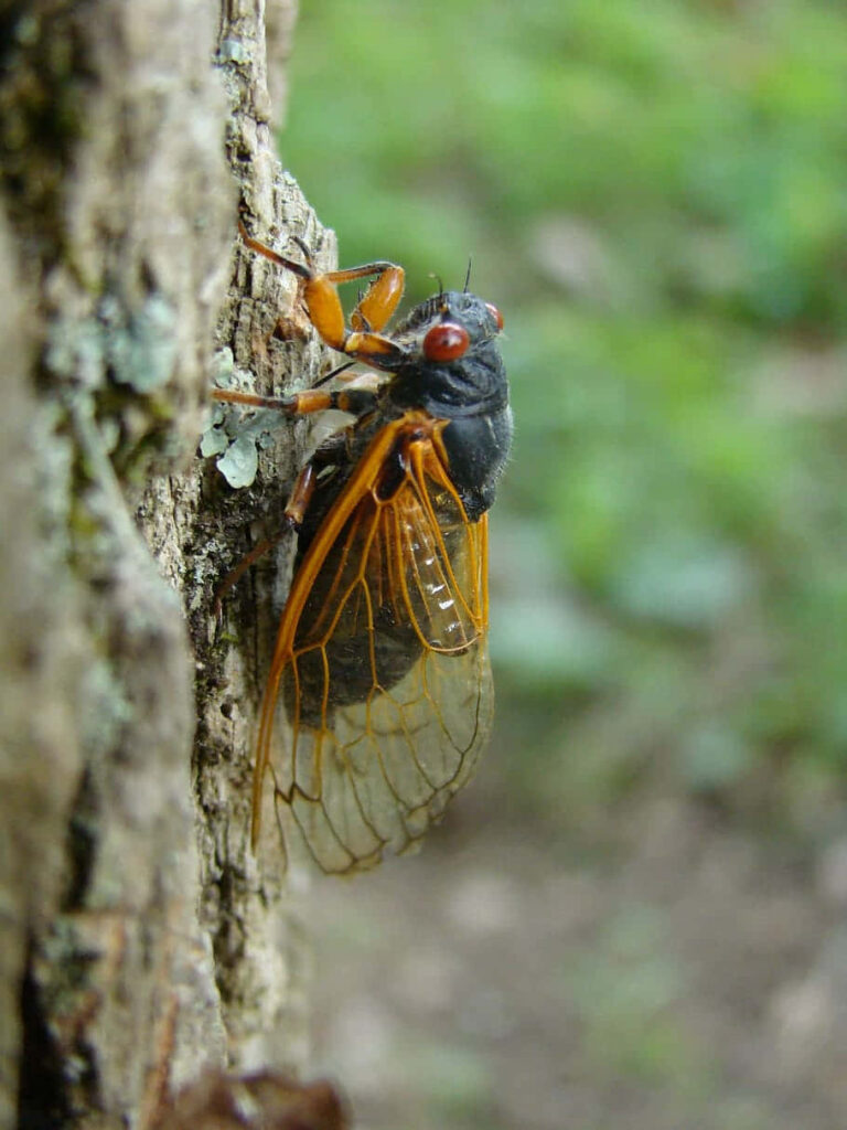 Close-up of cicada with translucent wings and red eyes on textured tree bark wallpaper background