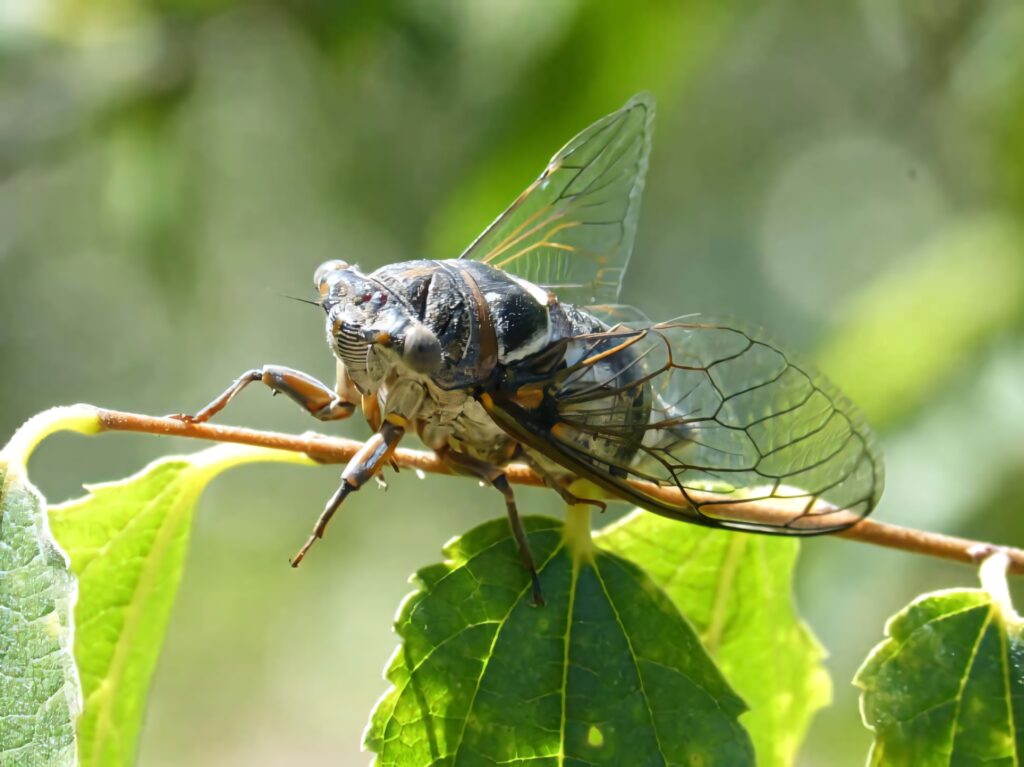 Cicada on green leaf with detailed transparent wings in sunlight nature wallpaper background