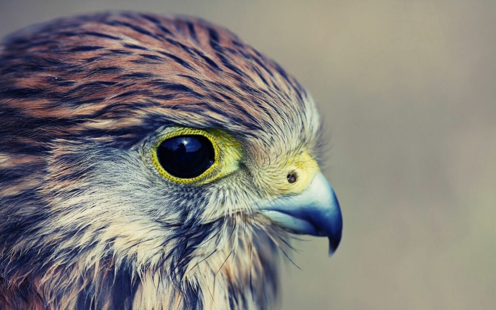 Close-Up Hawk Wallpaper: Intricate Feathers & Striking Yellow Eye