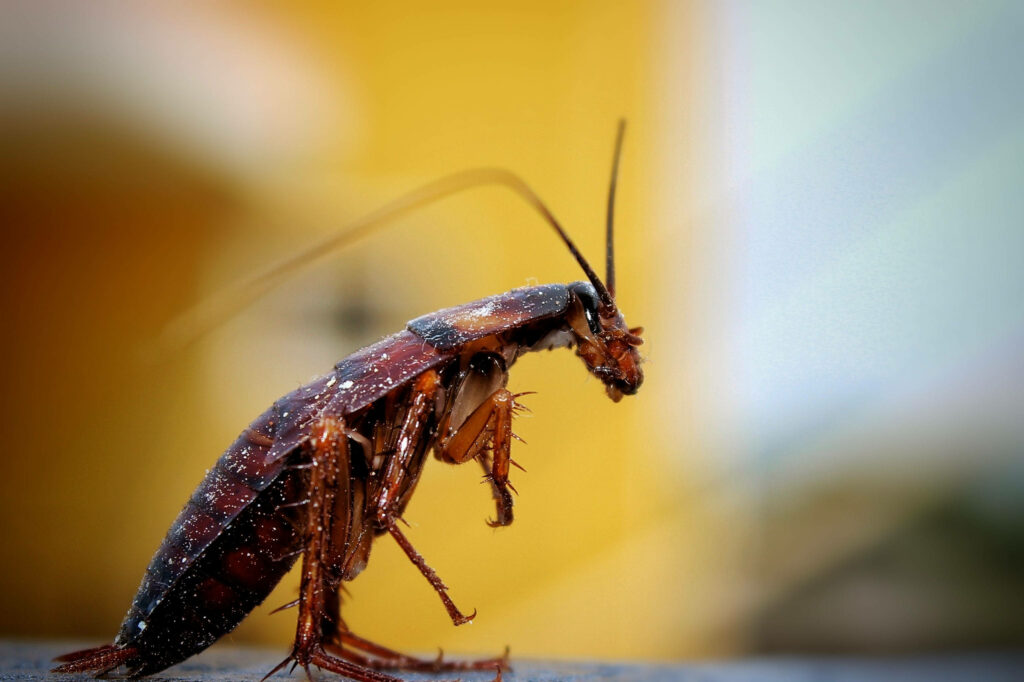 Close-Up of Brown-Banded Cockroach with Soft Blurred Background Wallpaper