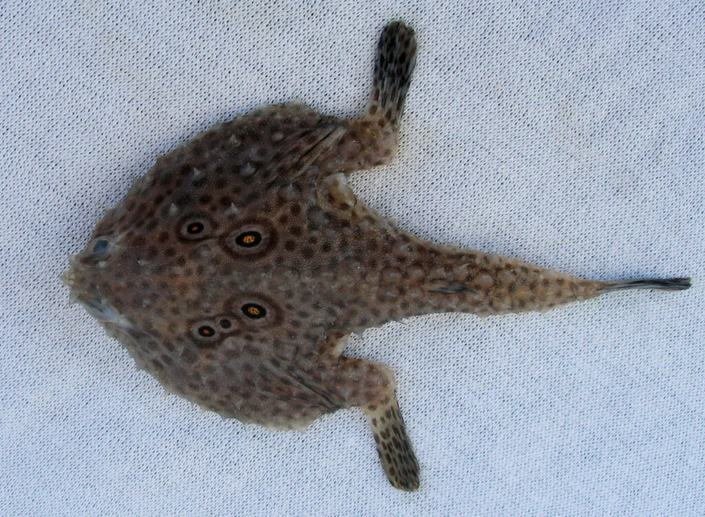 Close-up of unique textured batfish with unusual shape on neutral background wallpaper