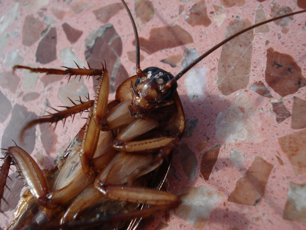 Close-up cockroach wallpaper showing textured exoskeleton spiny legs and long antennae on pink background