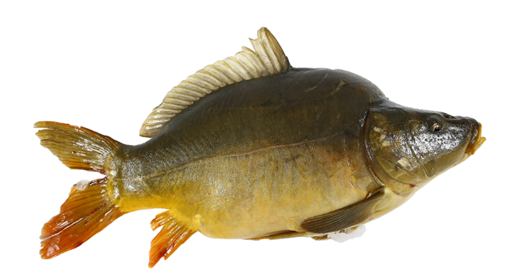 Common Carp Wallpaper: Detailed Side View of Bronze & Green Scales