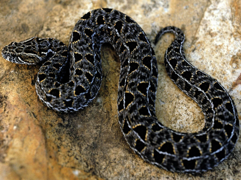 Captivating Cottonmouth Snake Wallpaper with Triangular Scale Pattern