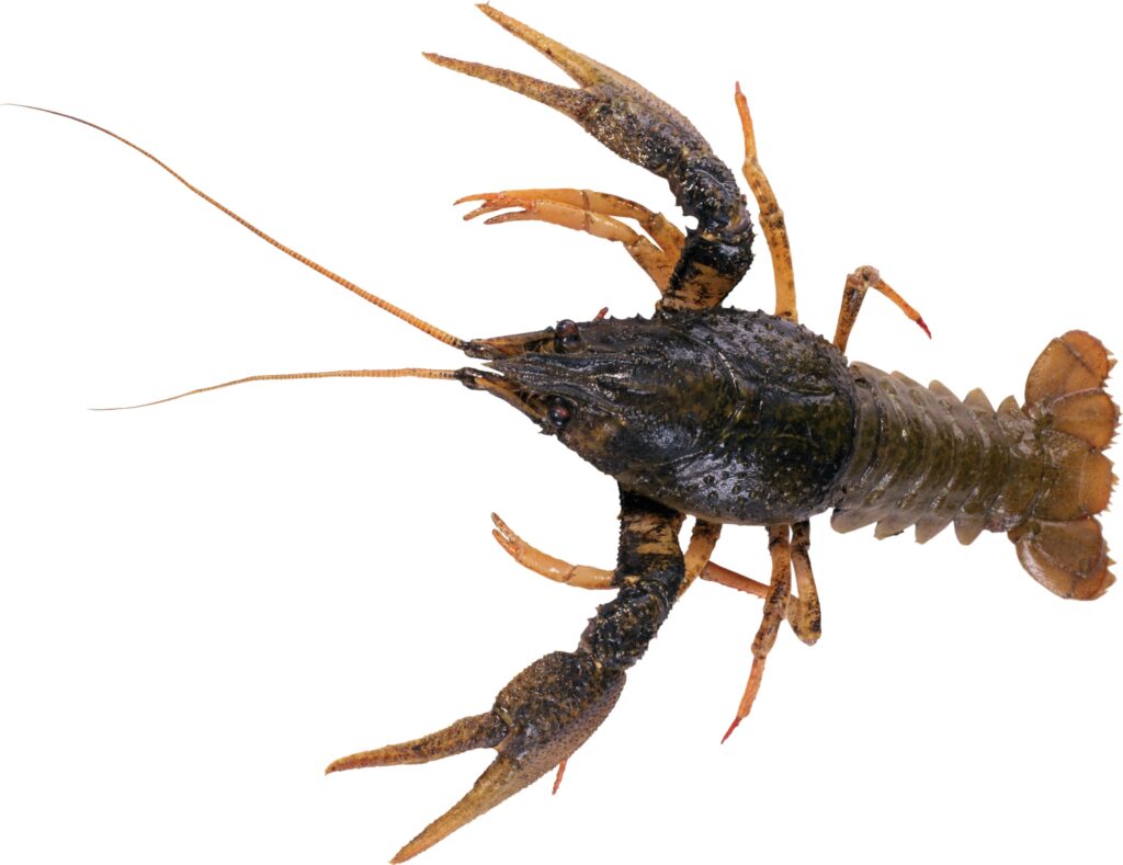 Detailed Crayfish Illustration on White Background - Unique Wallpaper