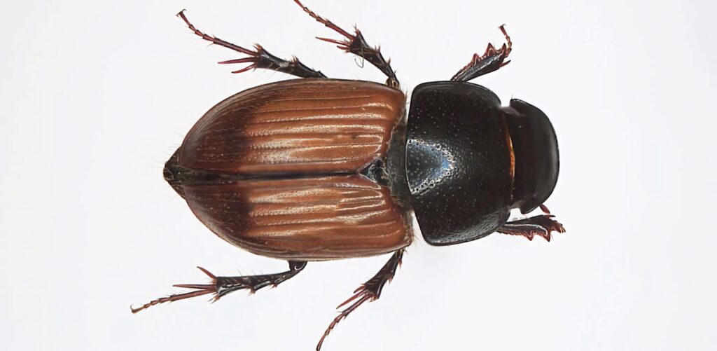 High-resolution dung beetle wallpaper with glossy brown elytra and textured black thorax on white background