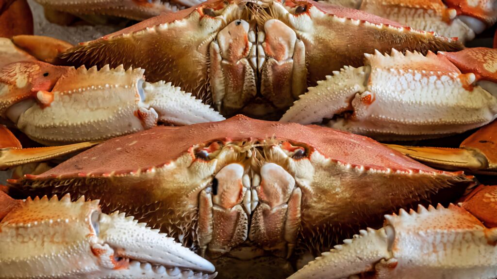 Close-up of textured Dungeness crabs with robust claws and warm orange-brown shells wallpaper background