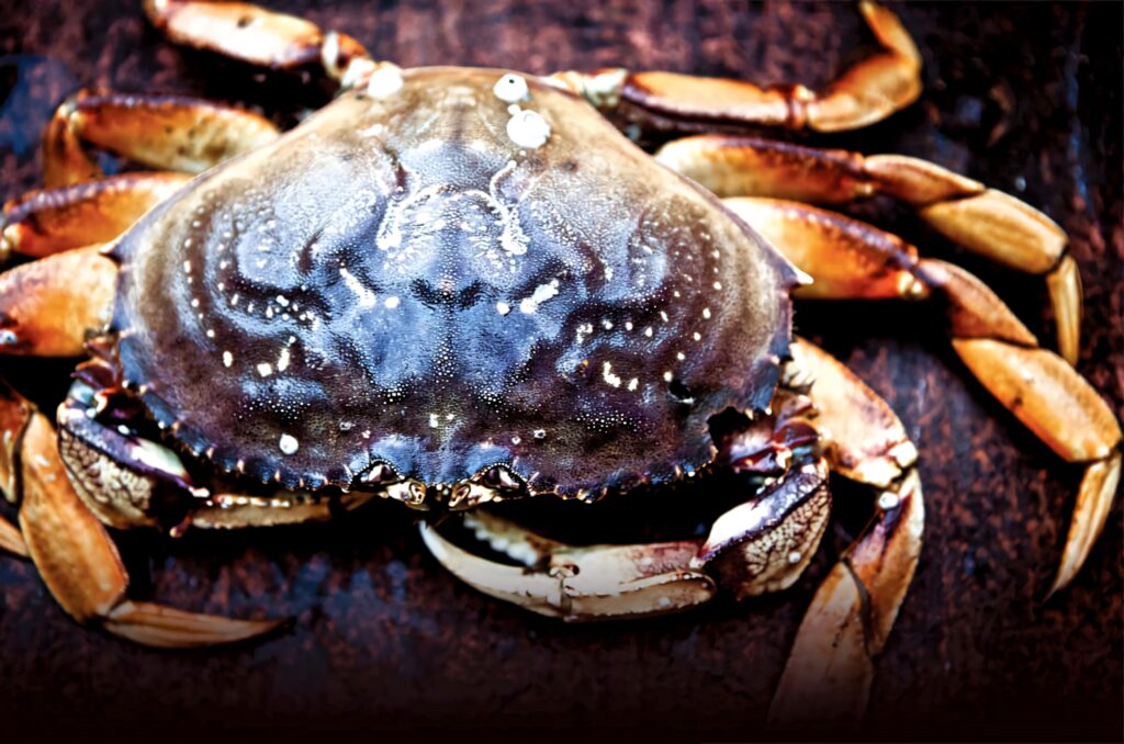 Close-up of Dungeness crab on dark textured surface showing detailed shell and markings Wallpaper