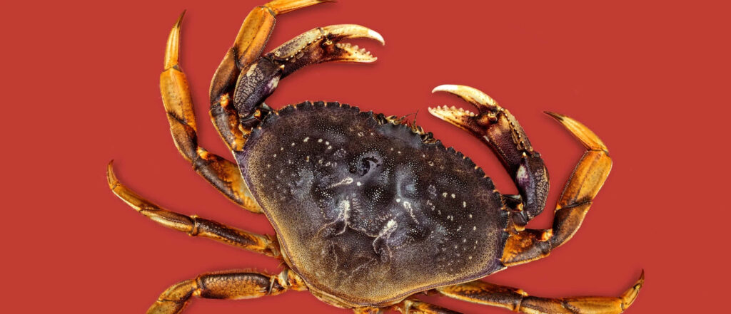 Detailed Dungeness crab with textured shell and sharp claws on bold red minimalist background Wallpaper