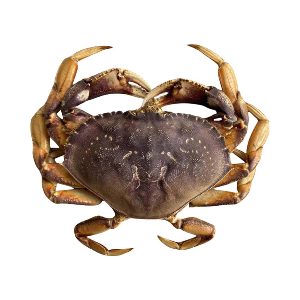 Detailed Dungeness crab with textured shell and outstretched claws on white background wallpaper